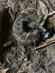 Lebeda nobilis