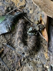 Lebeda nobilis