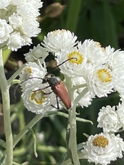 Stictoleptura canadensis