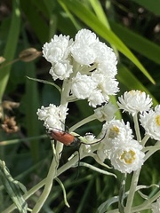 Stictoleptura canadensis