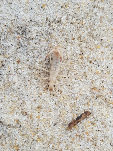 photo of Shore Earwig (Labidura riparia)