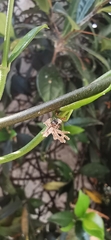 Ricania speculum