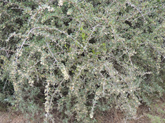 Gymnosporia capitata