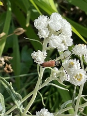 Stictoleptura canadensis