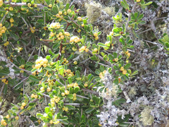 Gymnosporia capitata