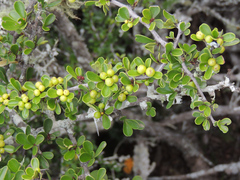 Gymnosporia capitata