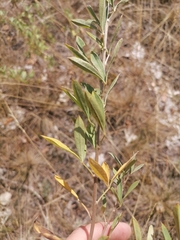 Chamaecytisus kreczetoviczii