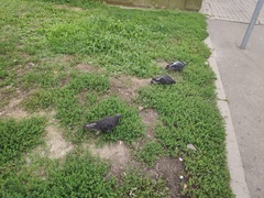 Columba livia domestica