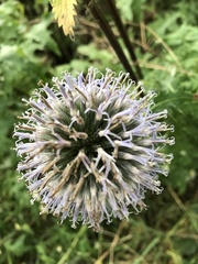 Echinops bannaticus