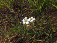 Oxalis punctata