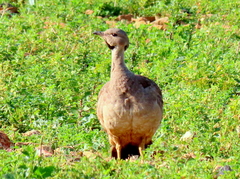 Eupodotis vigorsii vigorsii
