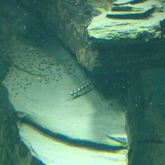 Ambastaia sidthimunki