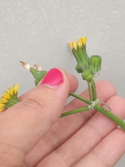 Sonchus oleraceus