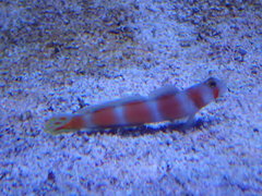 Amblyeleotris aurora