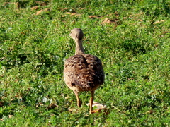 Eupodotis vigorsii vigorsii