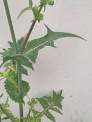 Sonchus oleraceus