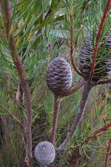 Leucadendron comosum comosum