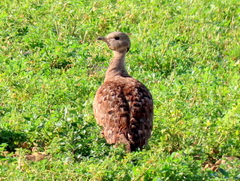 Eupodotis vigorsii vigorsii