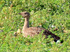 Eupodotis vigorsii vigorsii