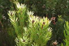 Leucadendron comosum comosum