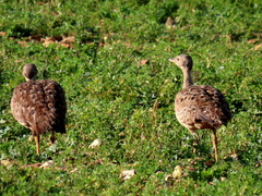 Eupodotis vigorsii vigorsii