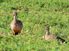 Eupodotis vigorsii vigorsii
