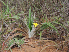 Hypoxis stellipilis