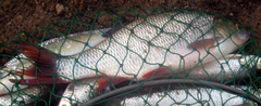 Leuciscus idus
