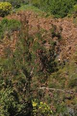 Leucadendron conicum