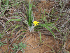 Hypoxis stellipilis