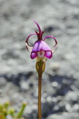 Disperis capensis capensis
