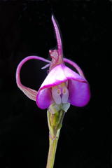 Disperis capensis capensis