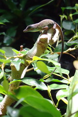 Anolis trinitatis