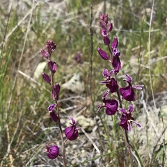 Streptanthus glandulosus glandulosus