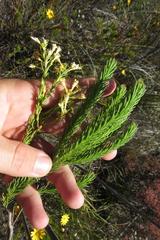 Leucadendron ericifolium