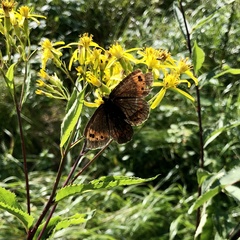 Erebia euryale