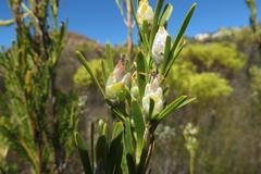 Leucadendron ericifolium