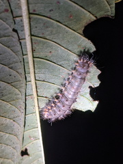 Barasa cymatistis