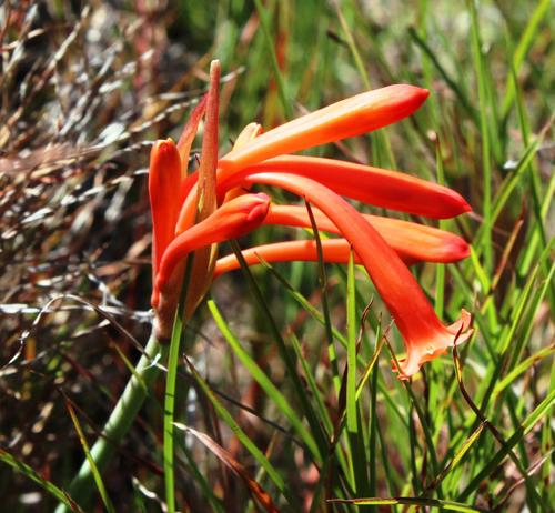 Cyrtanthus macowanii
