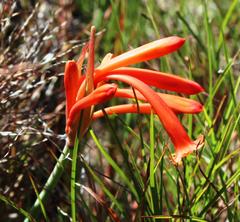 Cyrtanthus macowanii