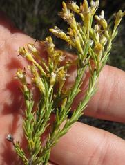 Leucadendron ericifolium