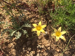 Romulea citrina