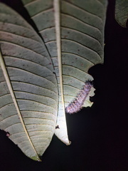 Barasa cymatistis