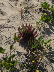 Crassothonna discoidea