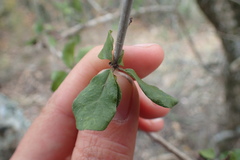 Plumbago auriculata