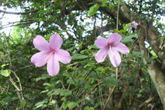 Hibiscus pedunculatus