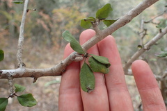 Plumbago auriculata