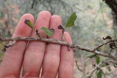 Plumbago auriculata