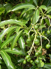 Rauvolfia caffra