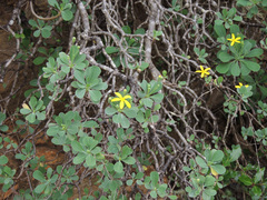 Othonna triplinervia